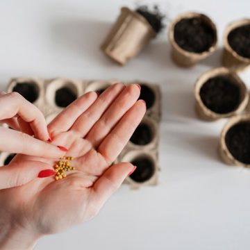 Poradnik dla kolekcjonerów – jak prawidłowo przechowywać i dbać o swoje unikalne nasiona konopi?